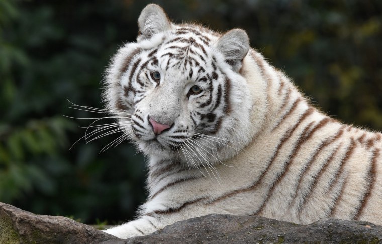 White Tiger - White Tiger (1986)