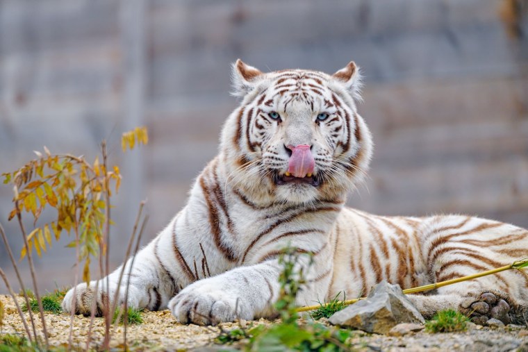 Бенгальский тигр альбинос