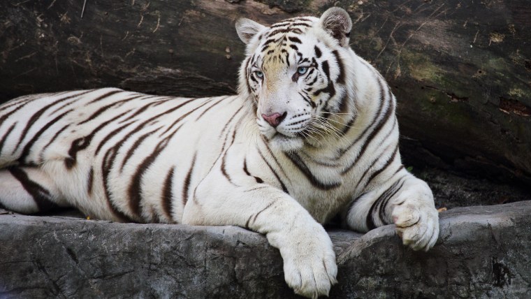 Красивый белый тигр