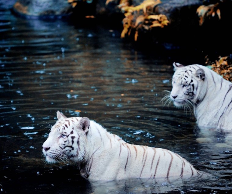 Тигр и тигрица