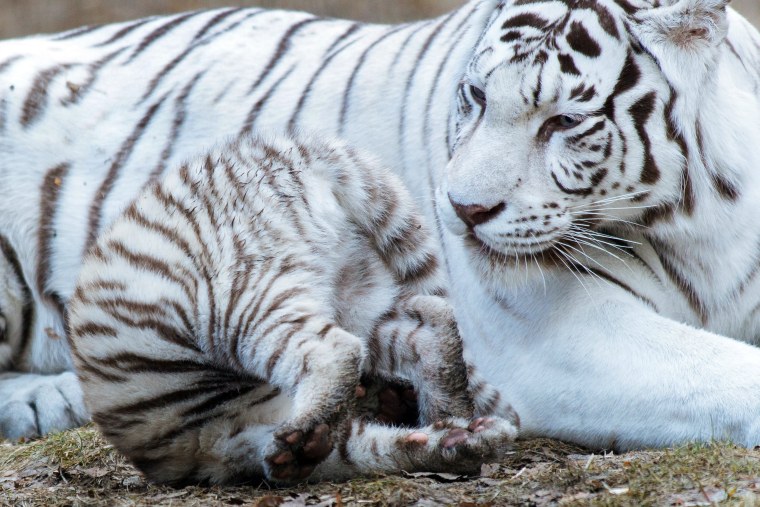 Уссурийский тигр альбинос
