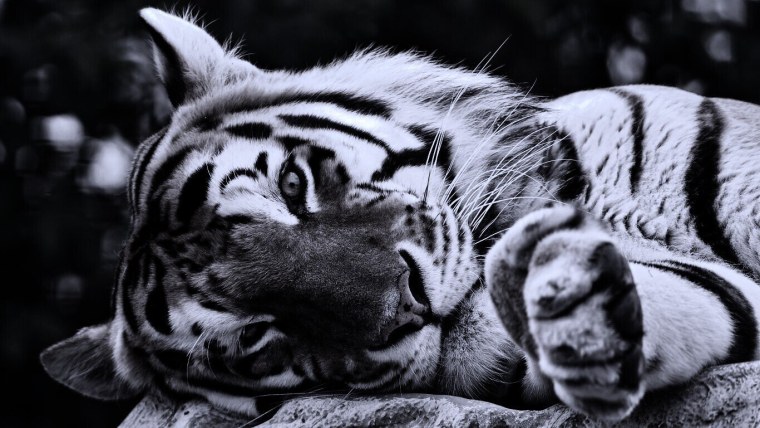 Семья белых тигров