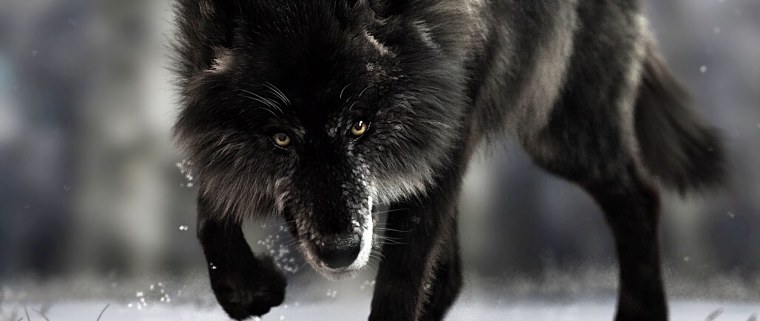 Волчий оскал на рабочий стол