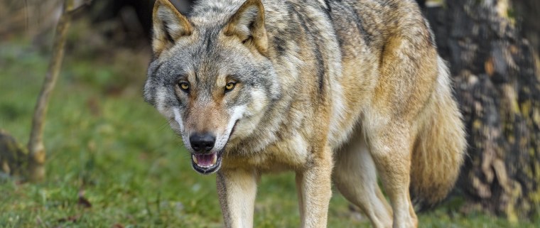 Хищный волк оскал