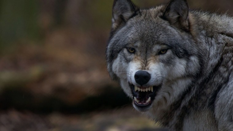 Волк скалится