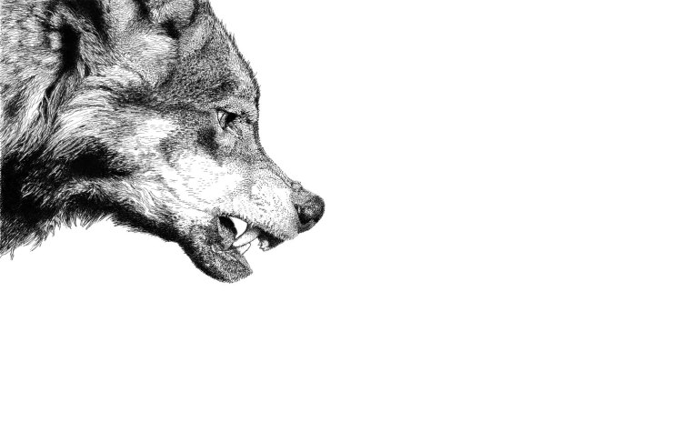 Волк оскал на белом фоне