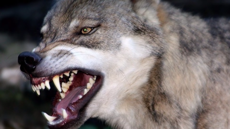 Волкособ оскал