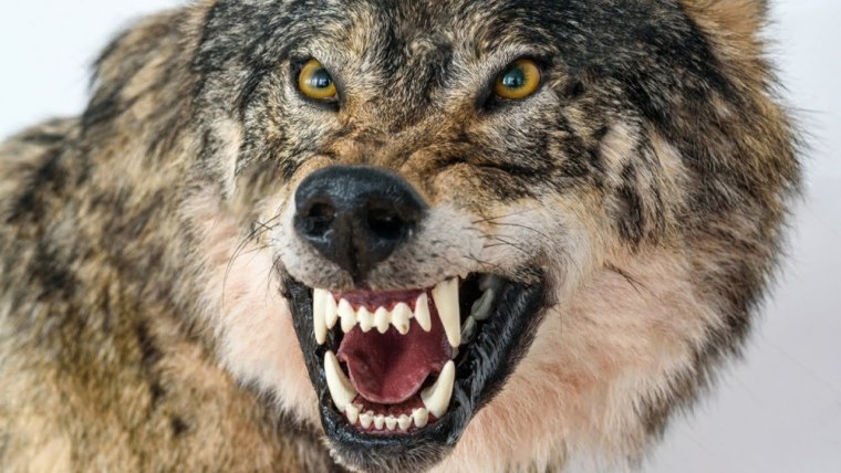 Волк анфас рычит