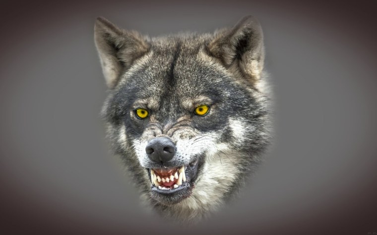 Влчак оскал