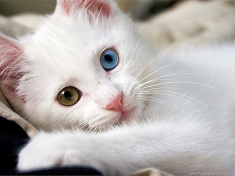 Няшный котик