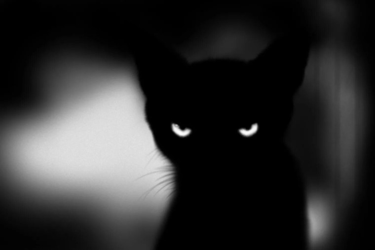 Милые котики