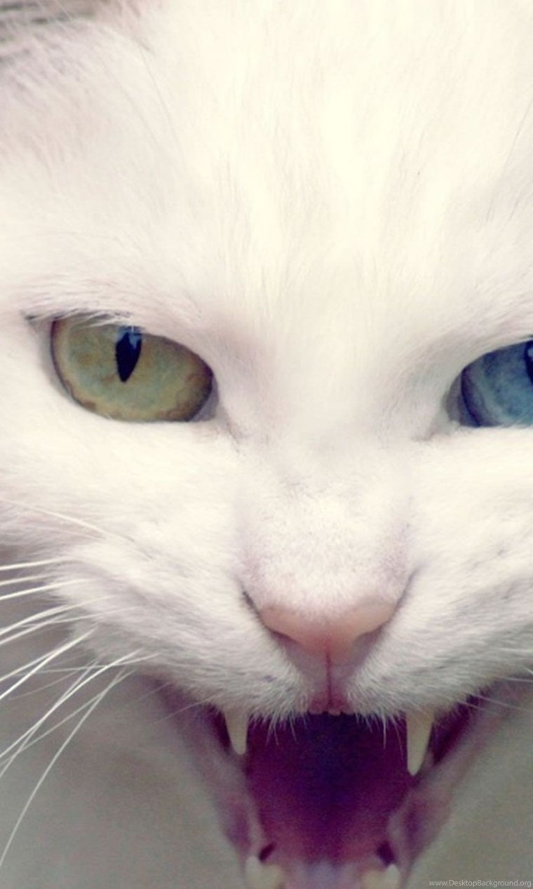 Белаяэ кошка с разным глазами