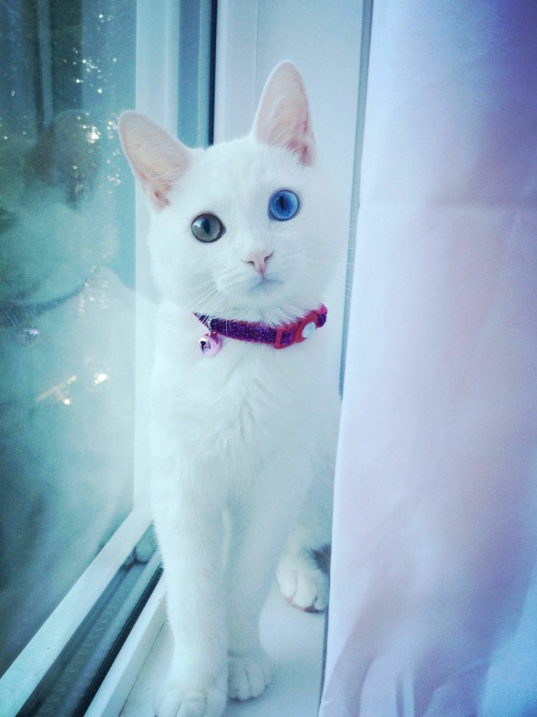 Котята фэнтези