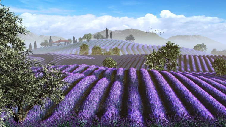 Лавандовое поле на рабочий стол