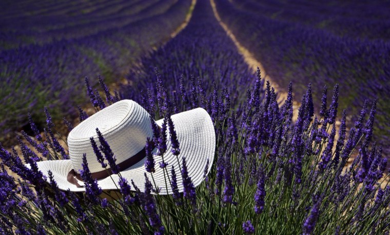 Лаванда Прованс