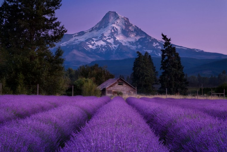 Лаванда Горная Швейцария