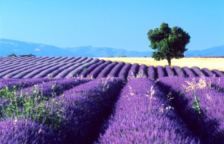 Лавандовое поле. Прованс