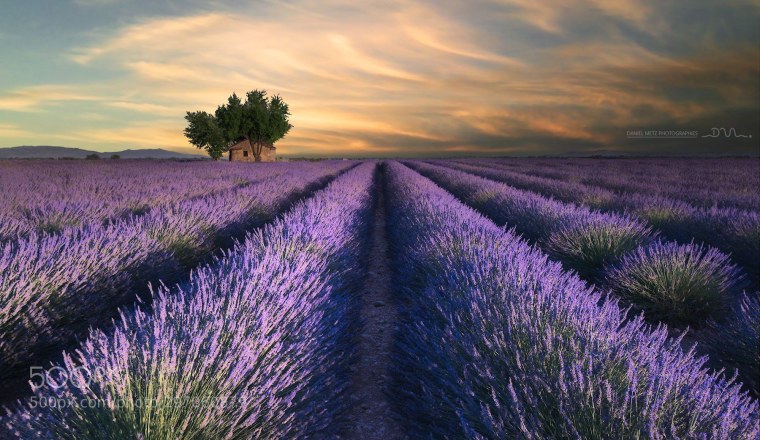 Лаванда у моря