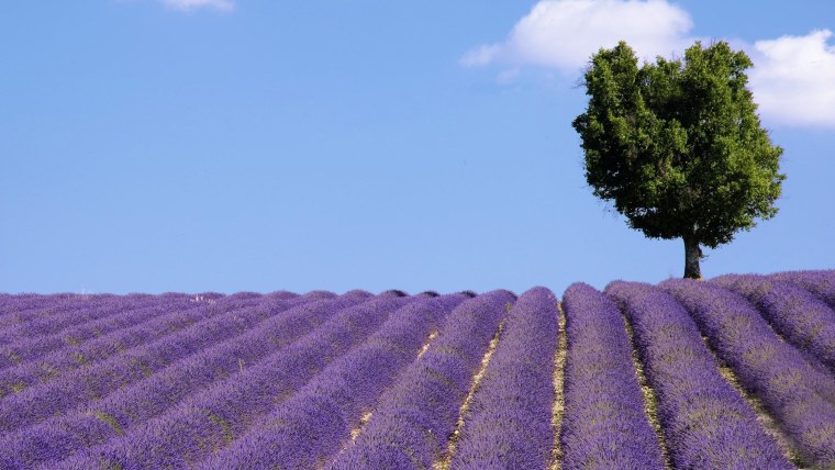 Лавандовая Долина Прованс