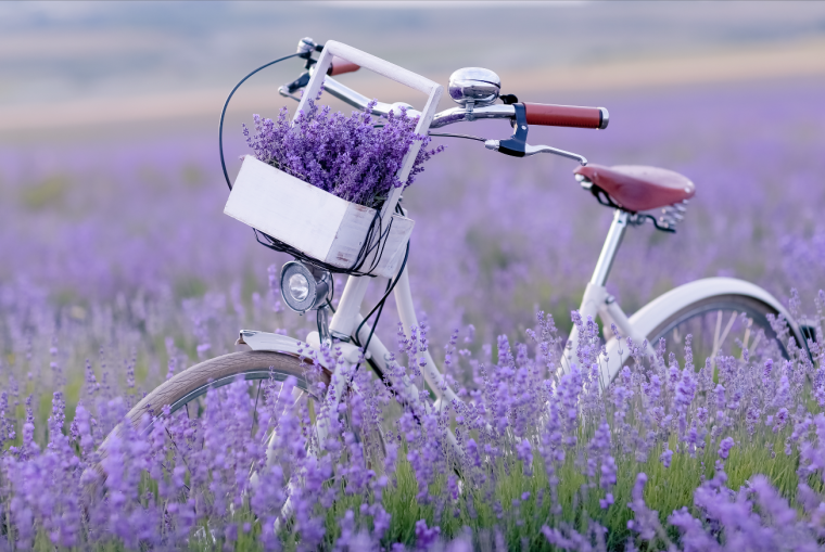 Лаванда велосипед Прованс