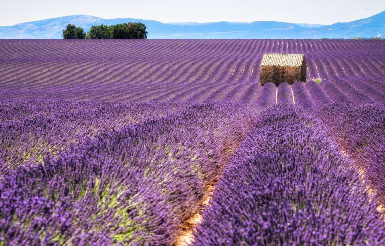 Лефкадия Лаванда Краснодарский край