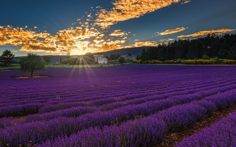 Лавандовое поле Анапа