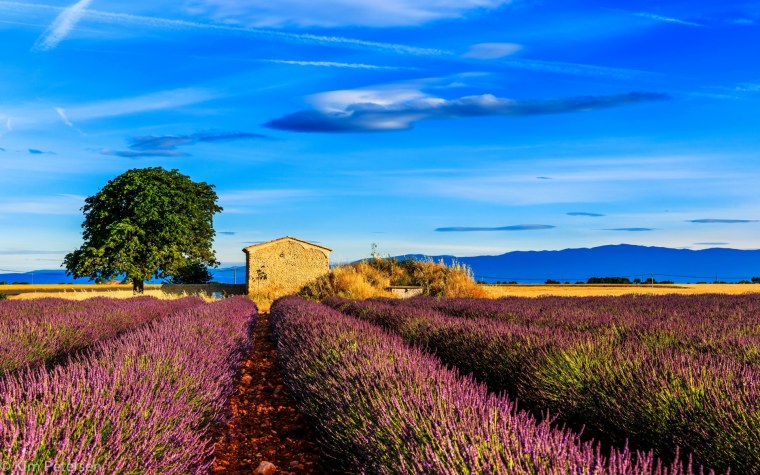 Лавандовые поля во Франции