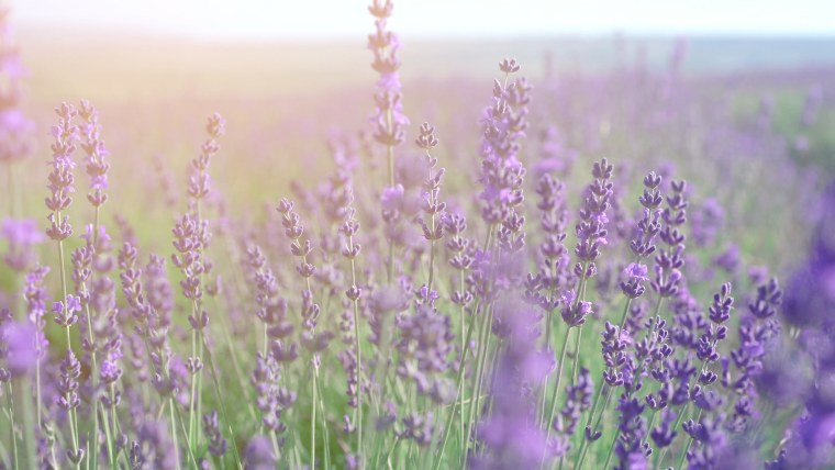 Лавандовый фон