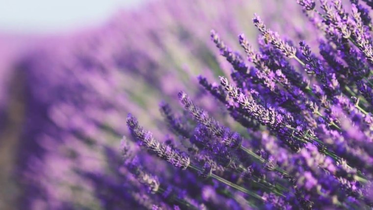 Лавандовые обои