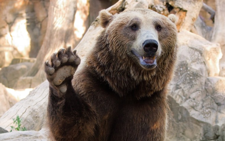 Задумчивый Медвежонок