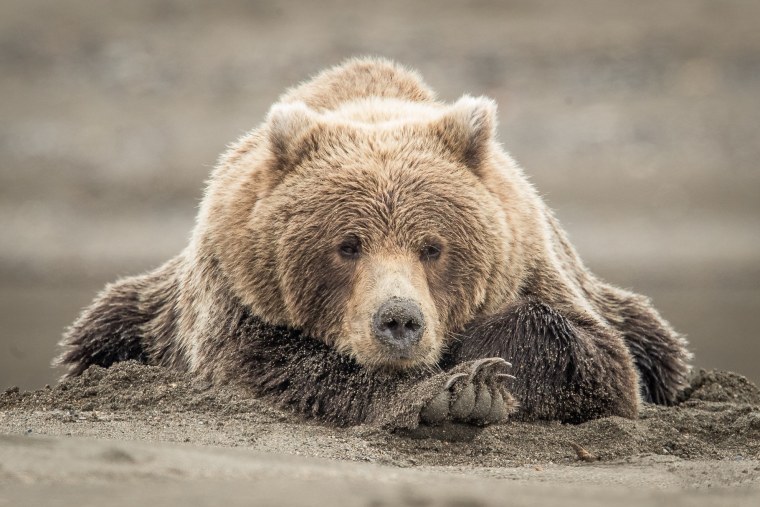 Белый медведь и Полярный медведь