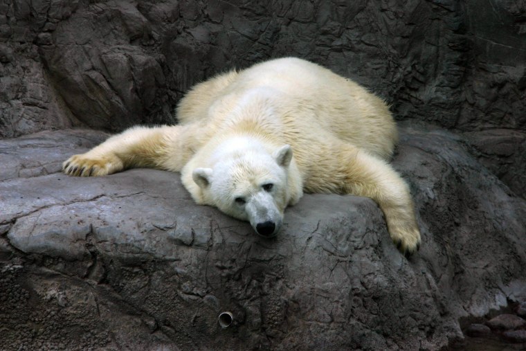 Добрый медведь