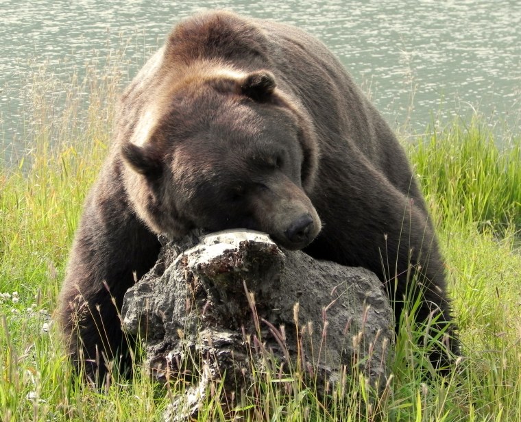 Удивленный медведь