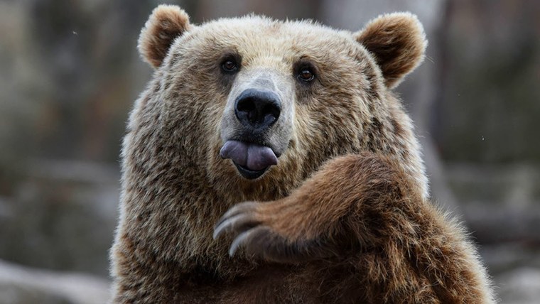 Медведь мультипликация