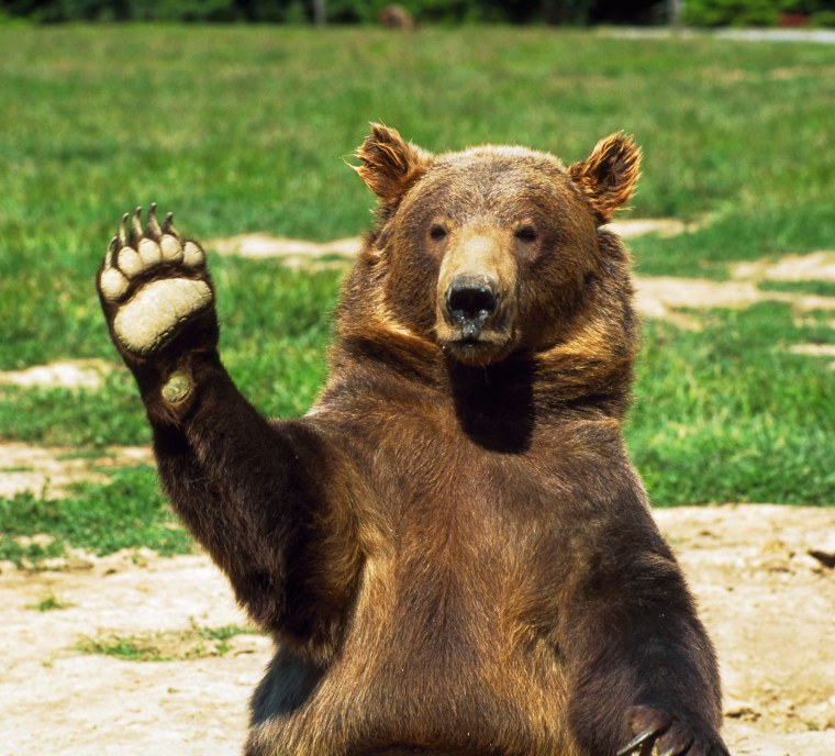 Медведь прикол