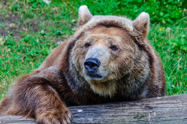 Неуклюжий медведь