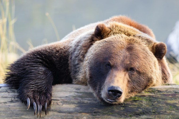 Грустный медведь