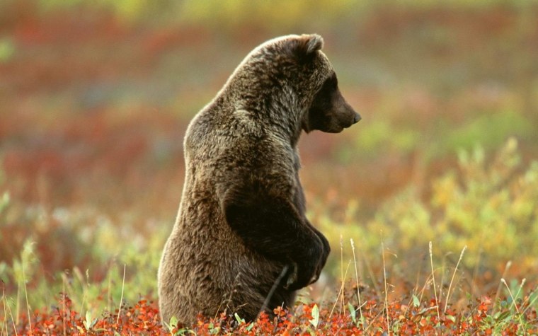 Довольный медведь