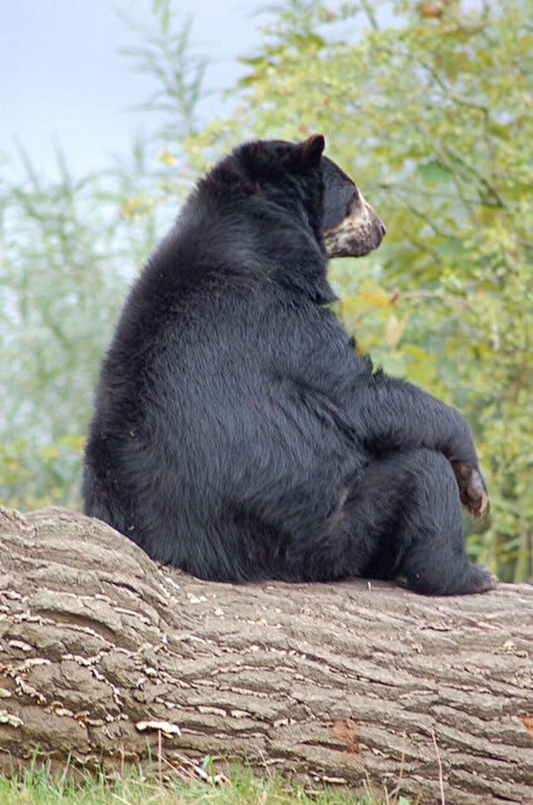 Медведь Гризли грустный