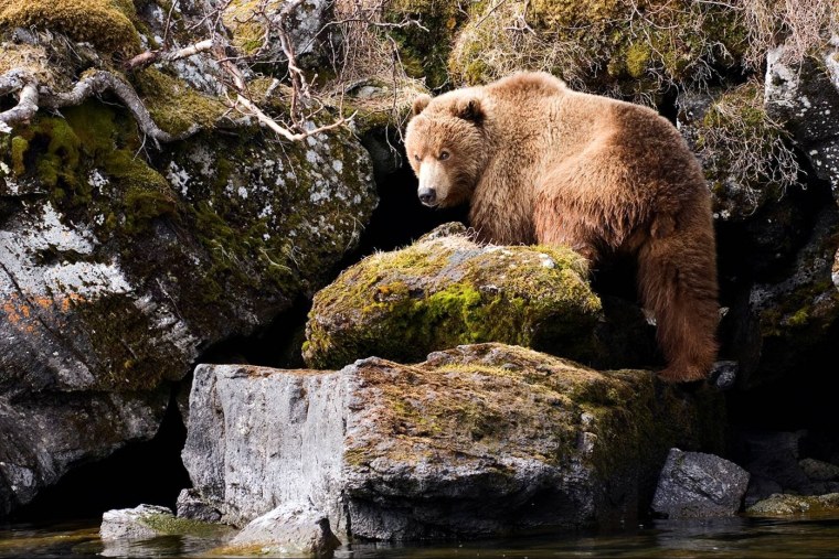 Грозный медведь Гризли