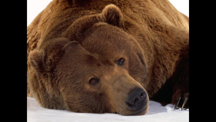 Одинокий медведь