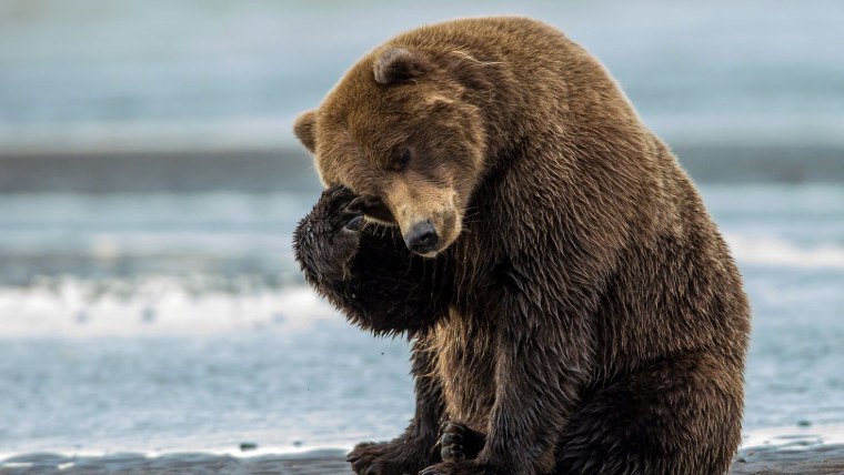 Грустный медведь