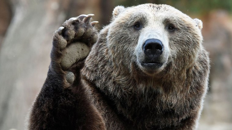 Медведь плачет