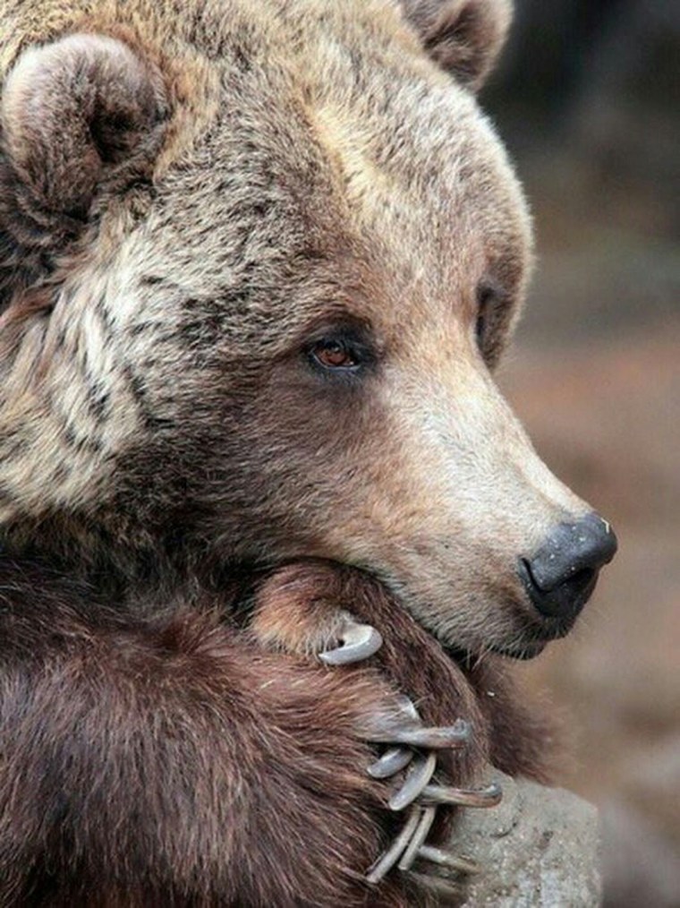 Шутки про мишку