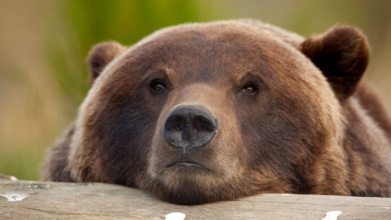 Медведь машет лапой