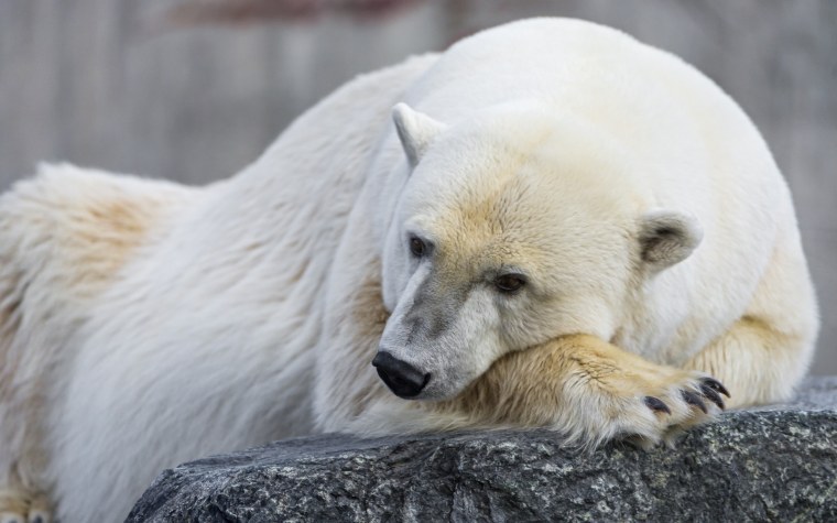 Задумчивый грустный медведь