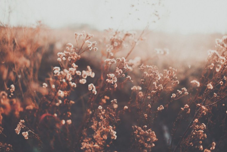 Бежевые цветы Эстетика