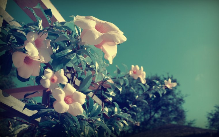 Нежный цветок