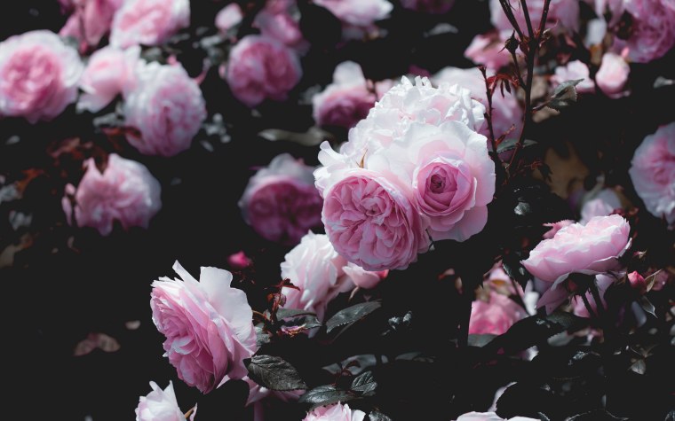 Цветы Эстетика