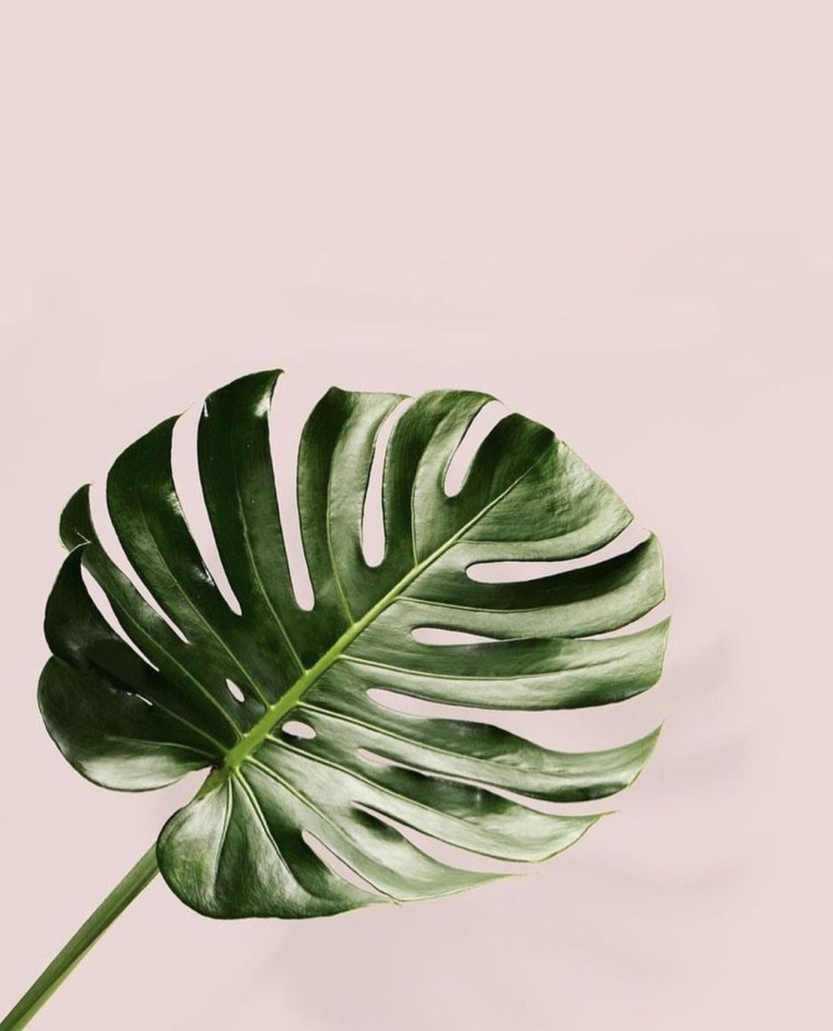 Монстера Эскуэлто